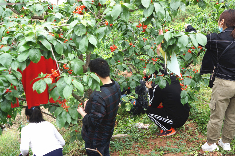 成都龙泉樱桃采摘基地图片